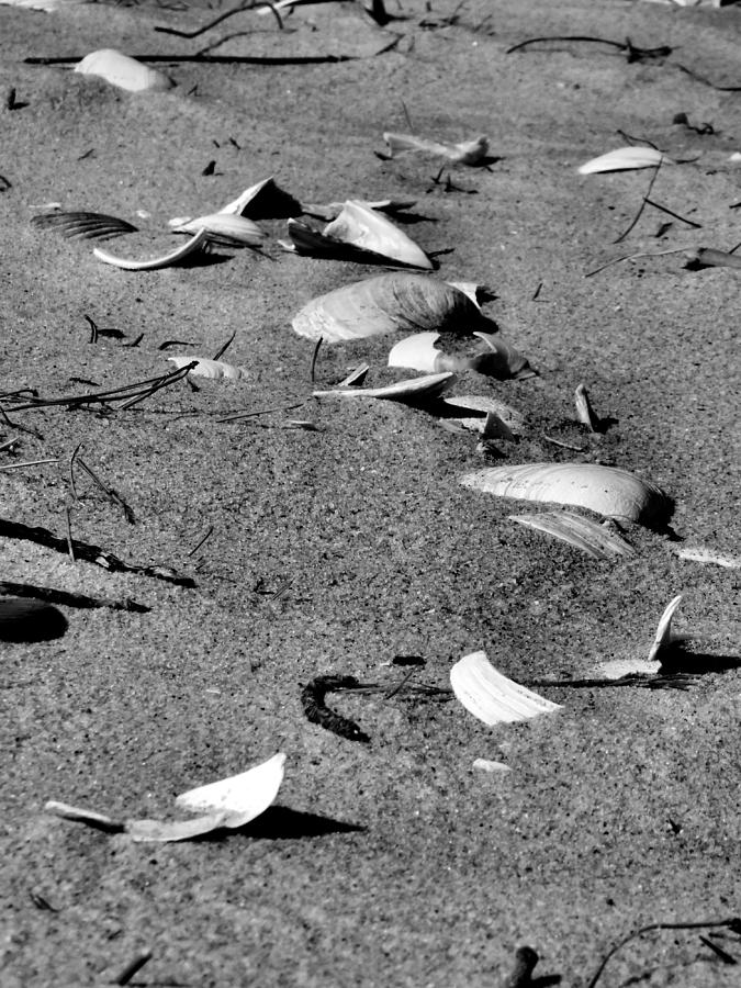 Seashells Photograph by Art Dingo