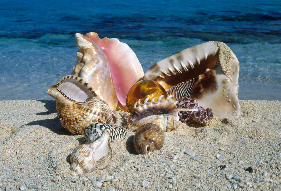 Seashells Photograph by Nancy Sefton