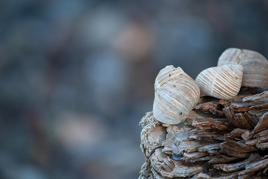 Seashells Photograph - Seashells on Driftwood  by Brian Boudreau