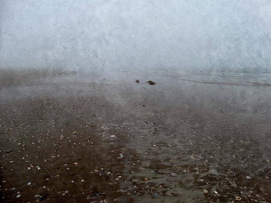 Seashells on Foggy Beach Photograph by Annie Adkins