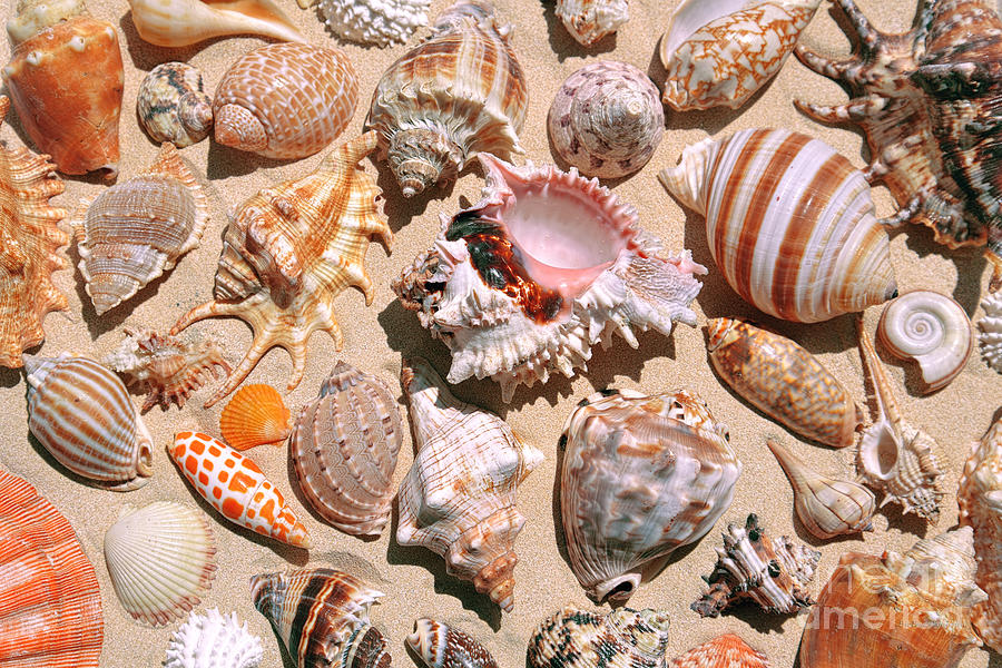 Seashells on Lanikai Beach Photograph by Aloha Art