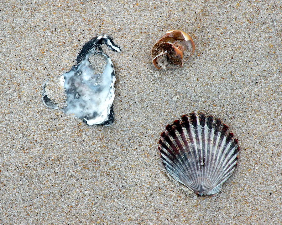 Seashells On the Beach Photograph by Kim Bemis