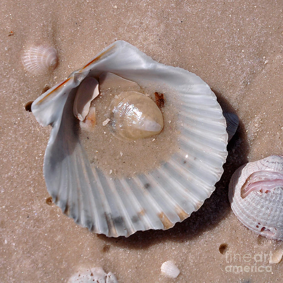 Seashells on the Beach Photograph by Susan Cliett