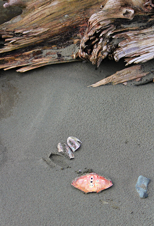 Seashells On The Seashore II Photograph by Jeanette C Landstrom