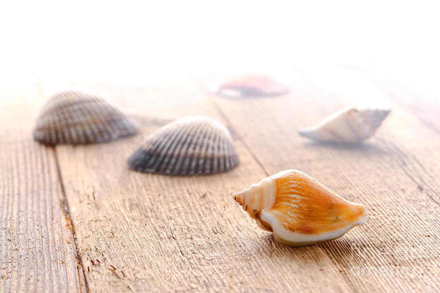 Shell Photograph - Seashells on Wood Dock by Olivier Le Queinec