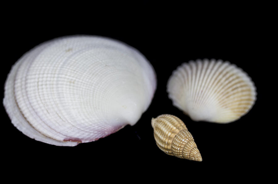 Seashells Photograph by Paulo Goncalves