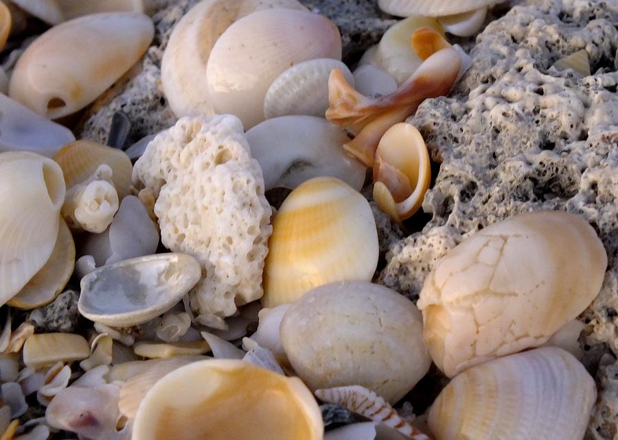 Seashells Photograph by Peggy King