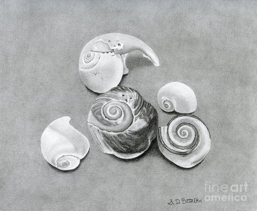 Seashells Drawing - Seashells by Sarah Batalka Seashells Drawing - Seashells by Sarah Batalka
