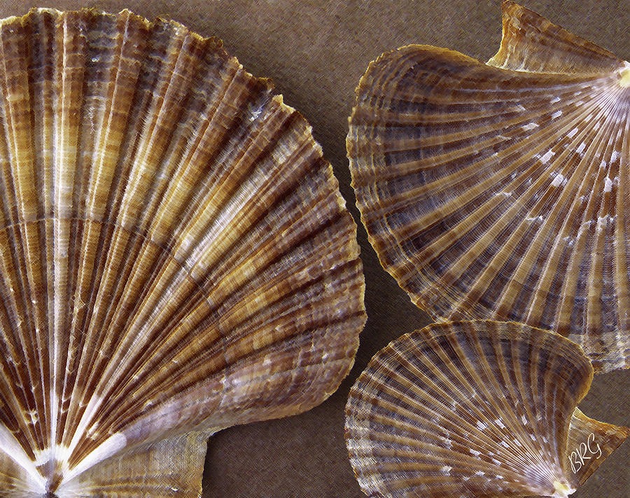 Still Life Photograph - Seashells Spectacular No 7 by Ben and Raisa Gertsberg