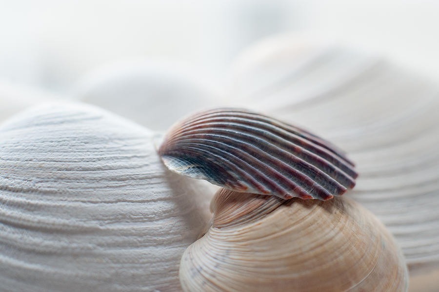 Seashells Photograph by Terry DeLuco