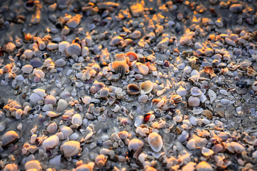 Seashells1 Photograph by Chris Smith
