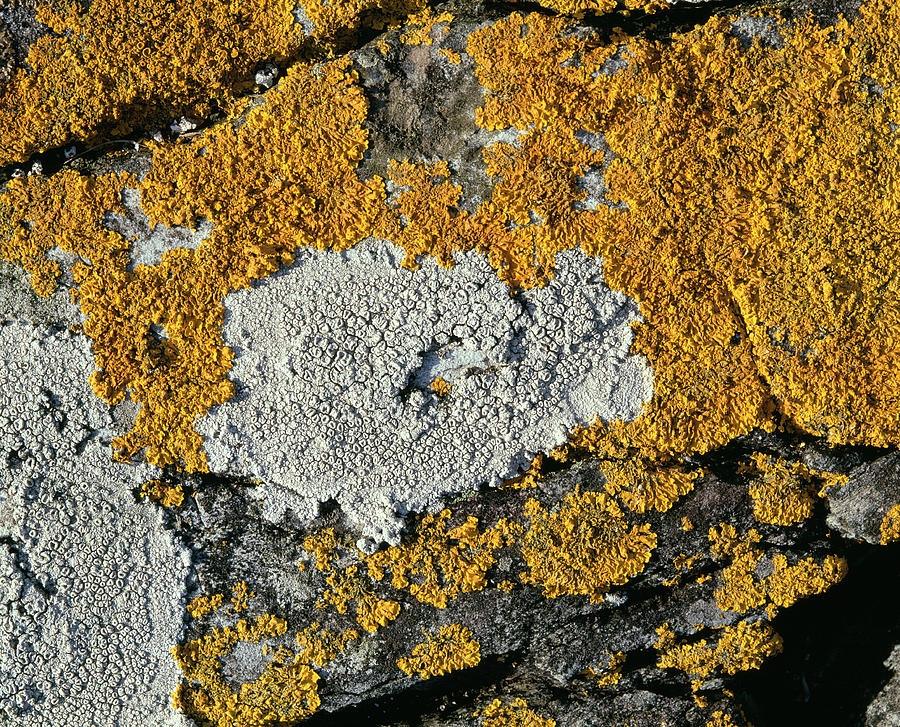 Nature Photograph - Seashore Lichens by Sinclair Stammers/science Photo Library