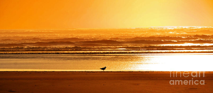 Seashore sunset Photograph by Frank Larkin