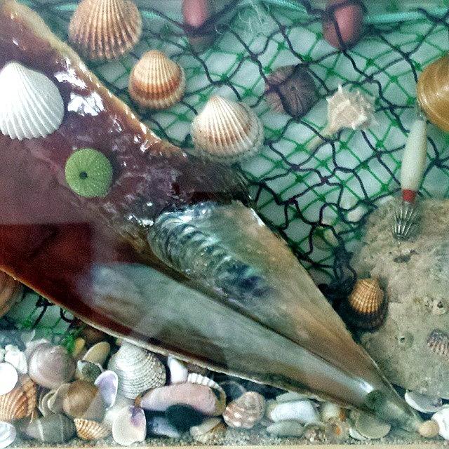Shell Photograph - #seaside #artwork #found #things by Dromokratis - Moe Thunderbolt