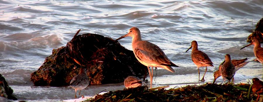 Wildlife Photograph - Seaside diner by Will Boutin Photos
