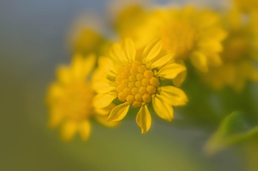 Seaside Goldenrod Florette Photograph by Beth Sawickie