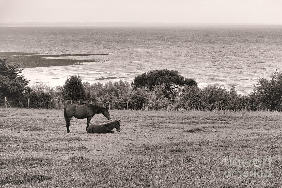 Seaside Horses Photograph by Olivier Le Queinec