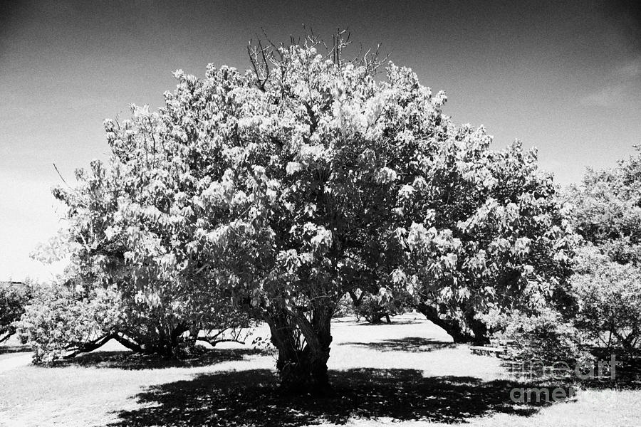 Seaside Mahoe Or Portia Tree Dry Tortugas Florida Keys Usa Photograph ...