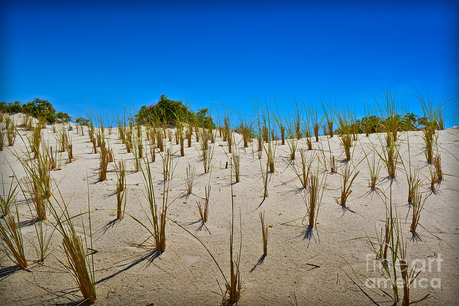 Seaside Sand Dunes Photograph by Gary Keesler