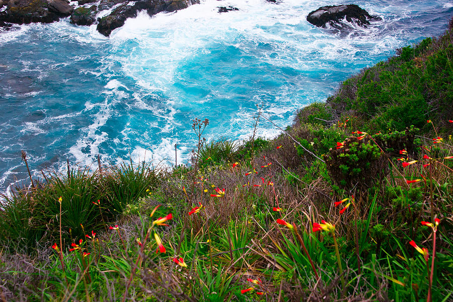 Seaside Wildflowers Photograph by Kent Nancollas