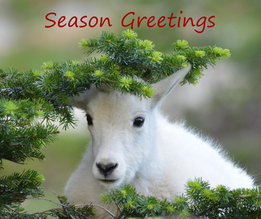 Season Greetings Photograph by Whispering Peaks Photography