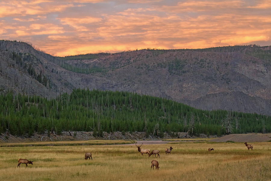 Season of the Elk Photograph by Sandy Sisti