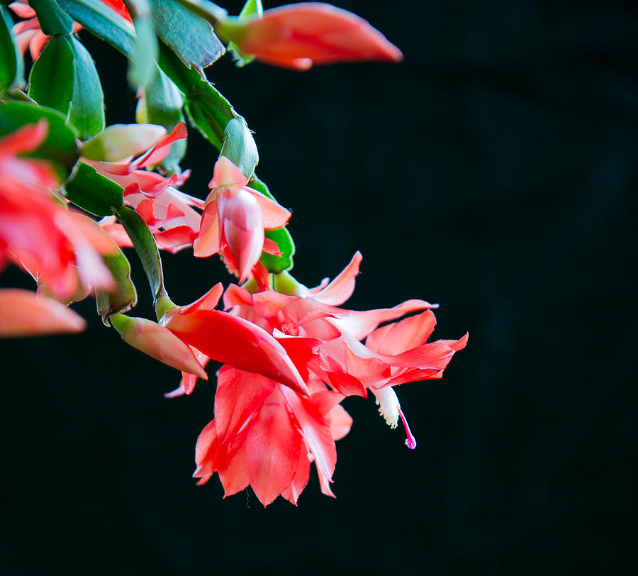 Floral Photograph - Seasonal Bloom by E Faithe Lester