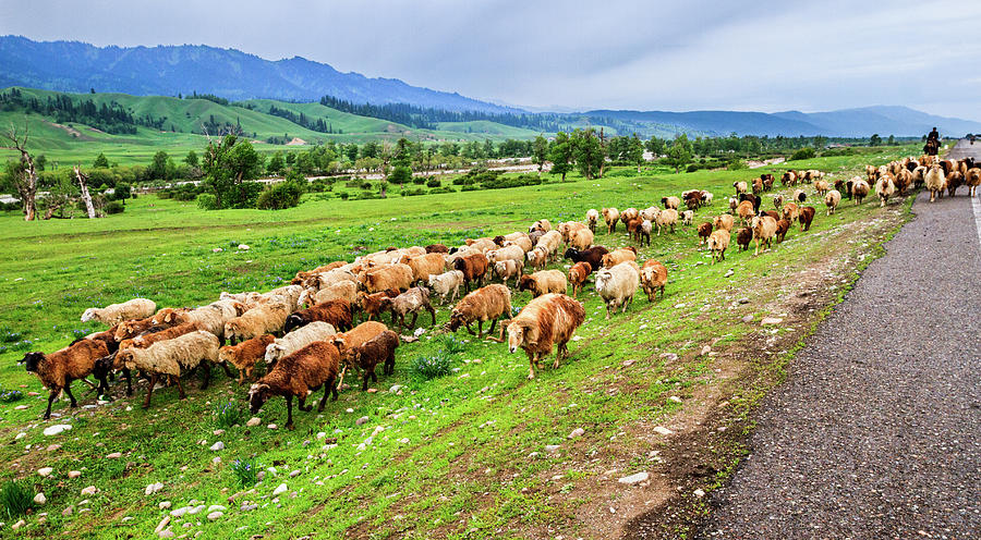 Seasonal Livestock Migration, Xinjiang Photograph by Feng Wei Photography