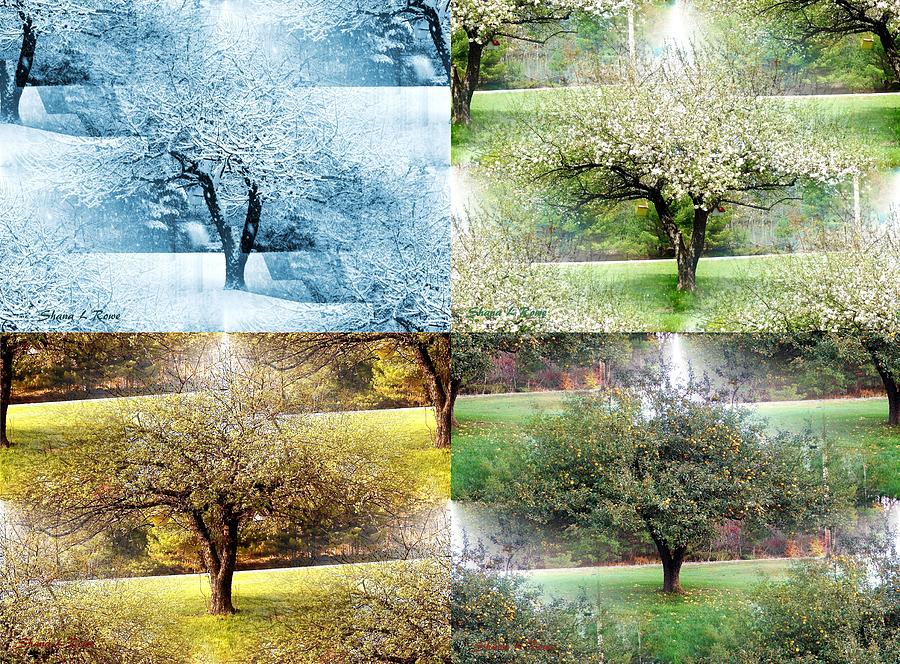 Seasonal Orchard Collage Photograph by Shana Rowe Jackson