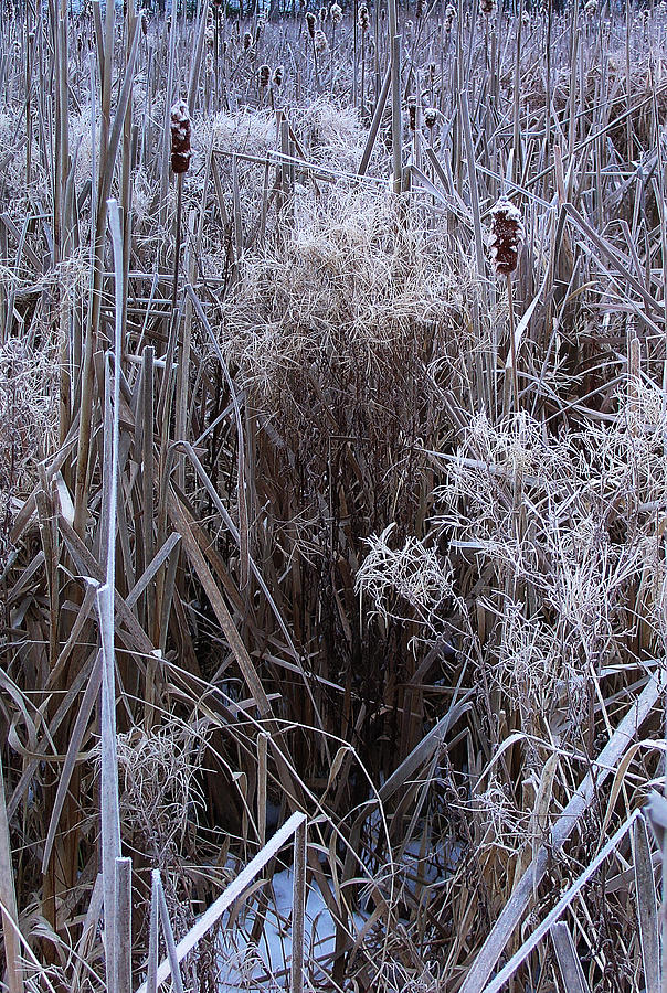 Seasonal Stand of a Marsh Photograph by Terrance DePietro