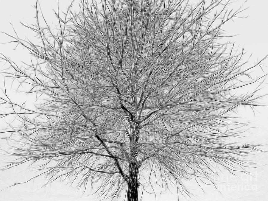 Seasonal Tree Photograph by Scott Cameron