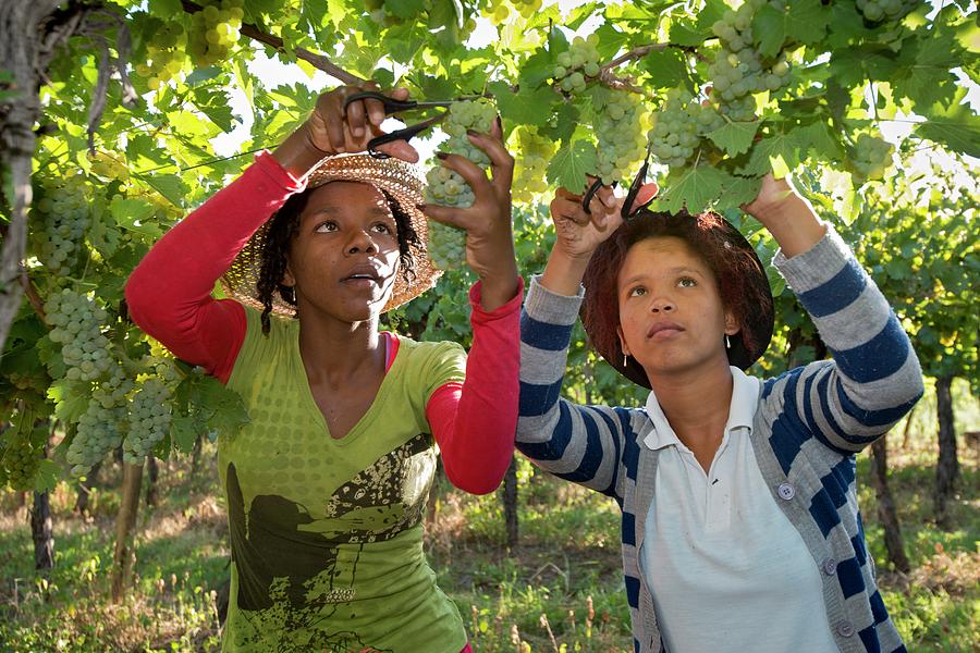 Wine Photograph - Seasonal Workers Harvesting Grapes by Tony Camacho