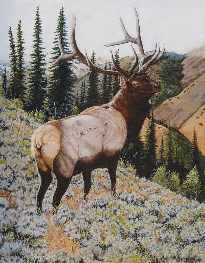 Wildlife Painting - Seasoned Veteran by Darcy Tate