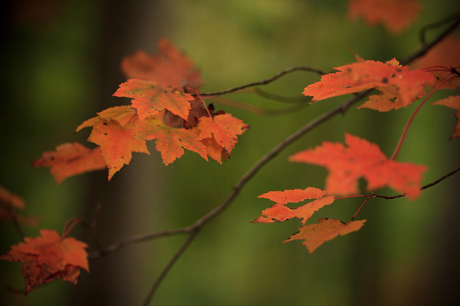 Fall Photograph - Seasons Change by Shane Holsclaw