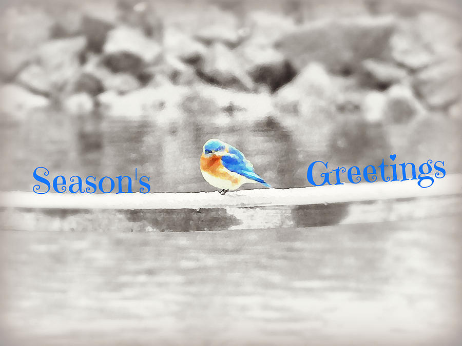 Seasons Greetings Bluebird Card Photograph by Dark Whimsy