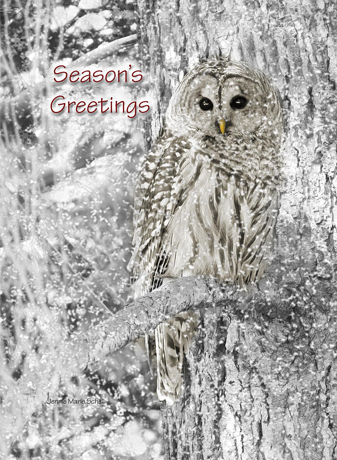 Seasons Greetings Card Winter Barred Owl Photograph by Jennie Marie Schell