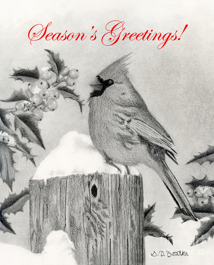 Christmas Drawing - Cardinal And Holly- Seasons Greetings Cards by Sarah Batalka Christmas Drawing - Cardinal And Holly- Seasons Greetings Cards by Sarah Batalka