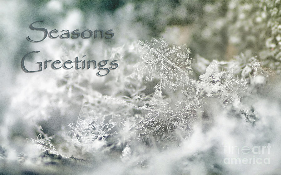 Seasons Greetings Photograph by Darren Fisher