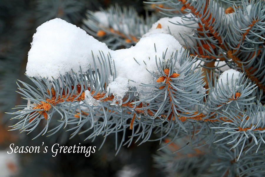 Seasons Greetings 2 Photograph by Donna Kennedy
