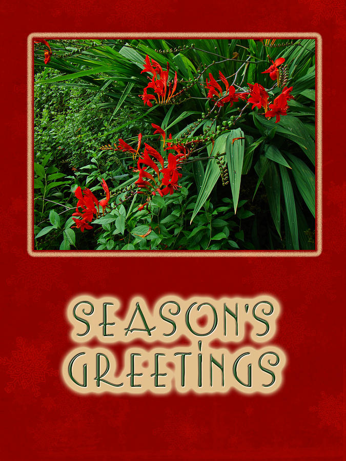 Seasons Greetings Holiday Card - Crocosmia Photograph by Carol Senske
