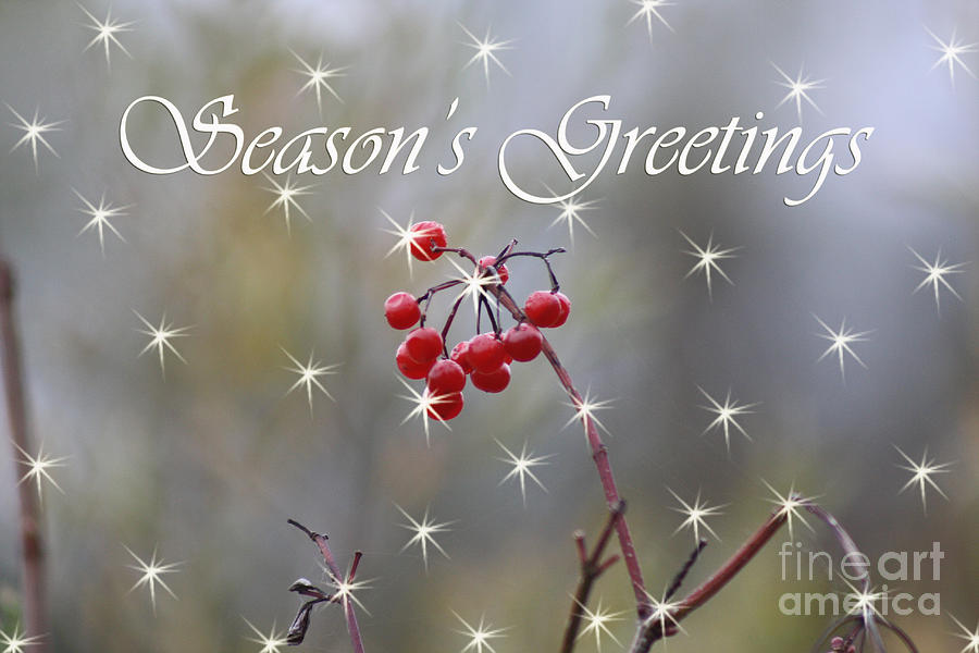 Seasons Greetings Red Berries Photograph by Cathy Beharriell