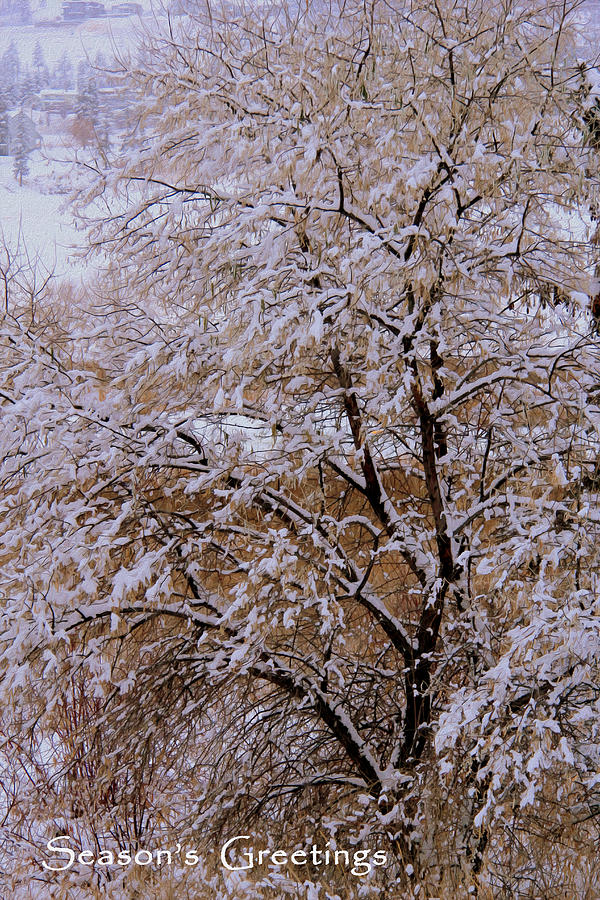 Seasons Greetings - Winter Photograph by Kathy Bassett