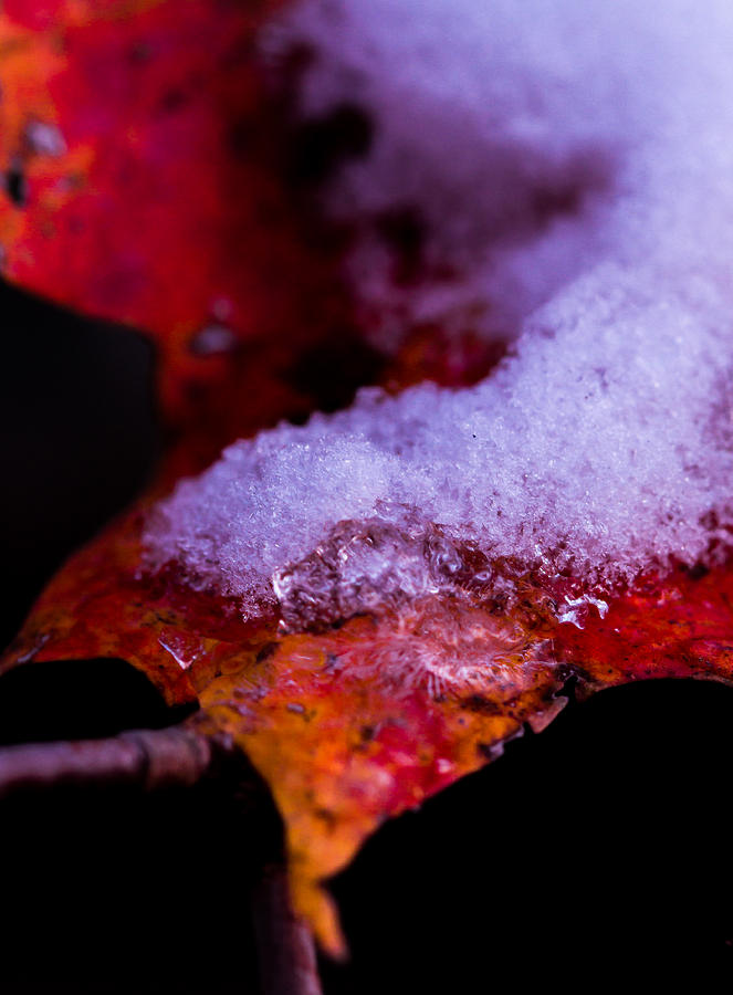 Seasons  Photograph by Haren Images- Kriss Haren