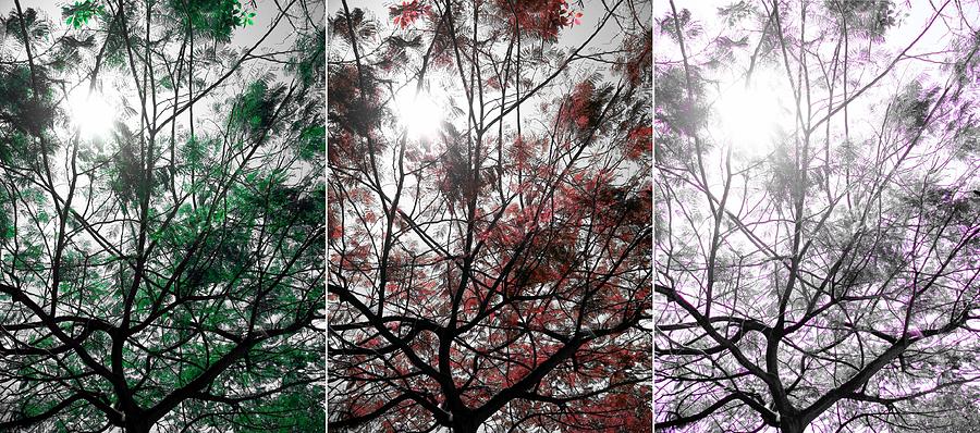 Seasons Photograph by Culture Cruxxx