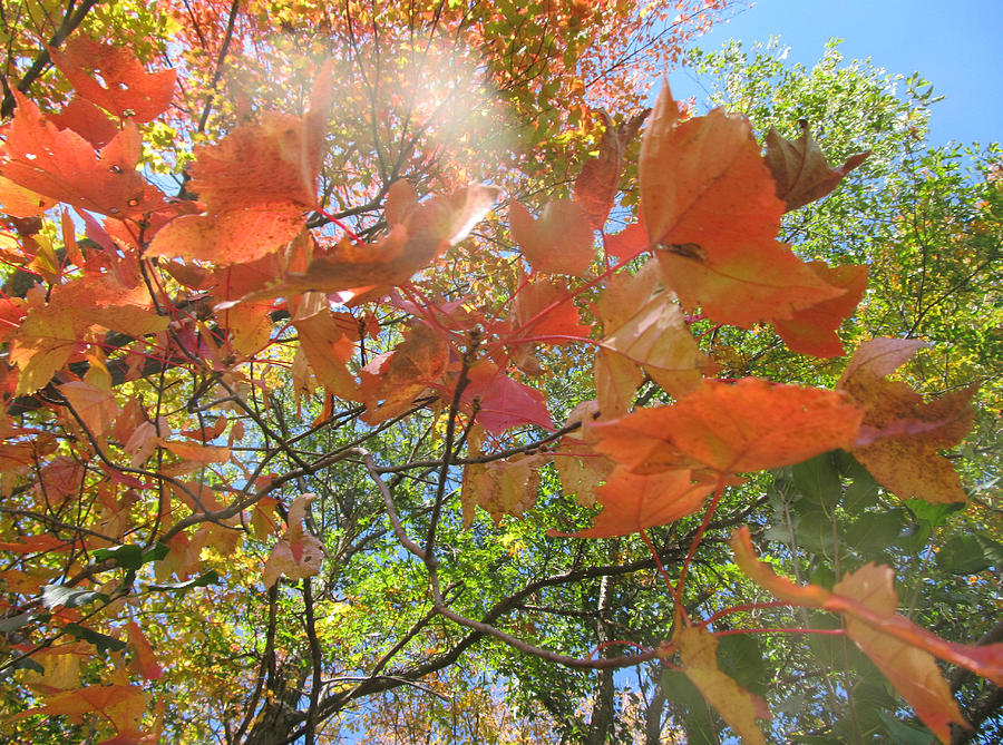 Fall Painting - Seasons Of Change  by Robert Nacke