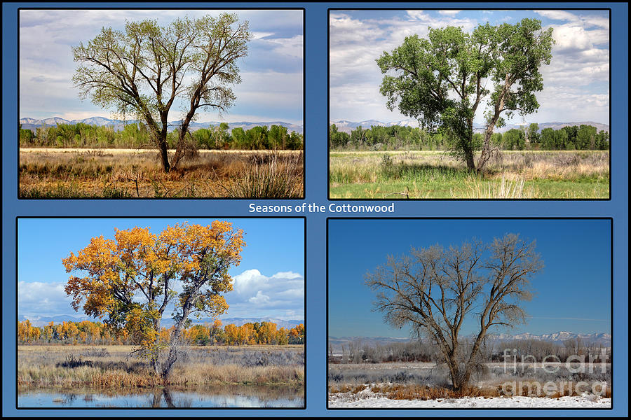 Seasons of the Cottonwood Photograph by Bob Hislop