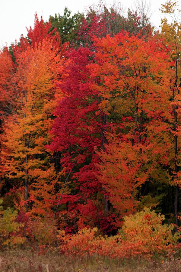 Season's Splendor Photograph by Countree Splendor - Fine Art America