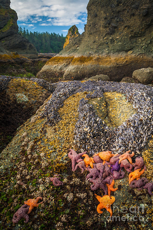 Landscape Photograph - Seastars and Barnacles by Inge Johnsson