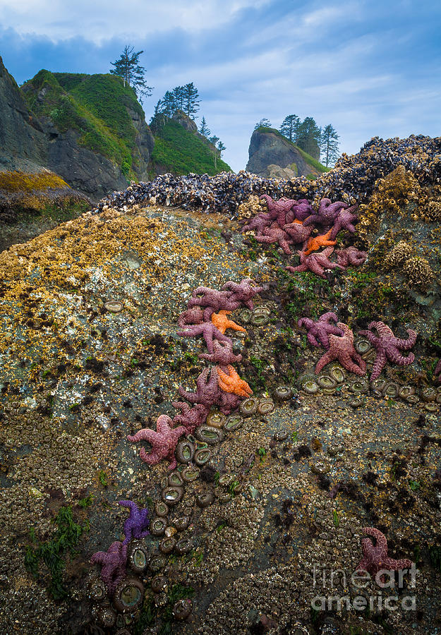 Landscape Photograph - Seastars at Point of the Arches by Inge Johnsson