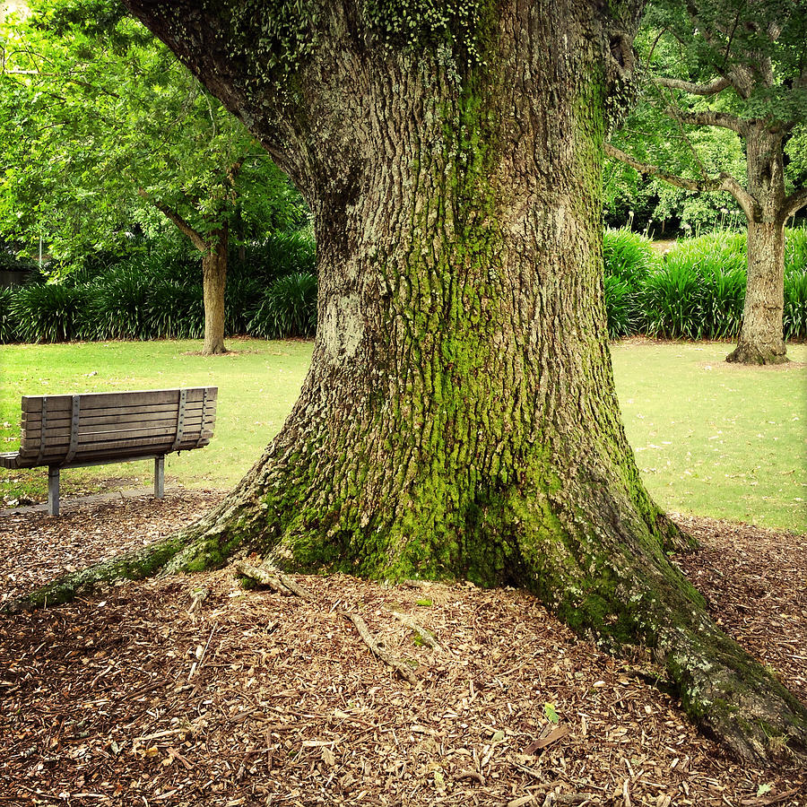 Spring Photograph - Seat in park by Les Cunliffe
